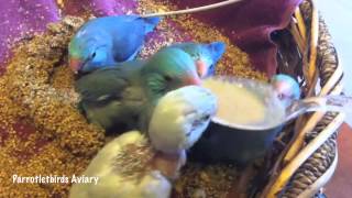 quotSpoon Feeding Baby Pacific Parrotletsquot  Parrotletbirds [upl. by Oiralih]