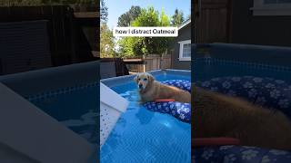 At this point I’m the retriever PoolTime SummerVibes goldenretriever Shorts [upl. by Ennayelsel]