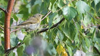 Juvenile Common Chiffchaffs probably  rare call behaviour  ZilpzalpWeidenlaubsänger [upl. by Fineberg]