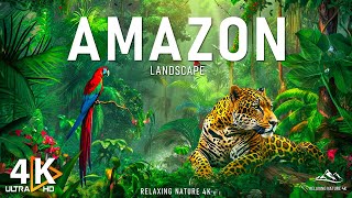 Amazon 4K  The World’s Largest Tropical Rainforest  Amazon Rainforest  Relaxation Film [upl. by Tibbetts]