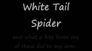 White Tail spider bite [upl. by Schaeffer]