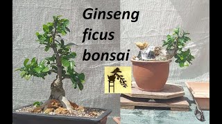 Ficus bonsai ginseng I and II [upl. by Bonner]