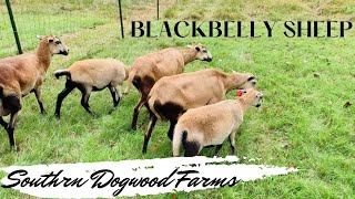 Raising BlackBelly Sheep on the Farm [upl. by Garvy764]