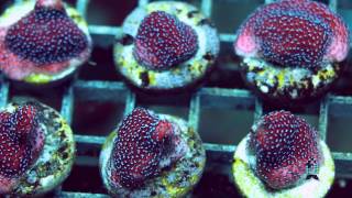 Lets Talk Corals Encrusting Montiporas [upl. by Sitto]