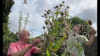 Teasel with John Feehan Wildflowers of Offaly series [upl. by An]