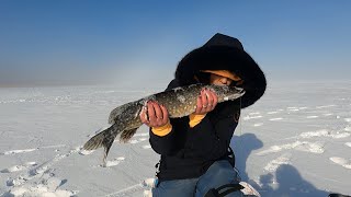 Līdaku cope pirms lieguma raudiņu skaldīšana un Peipusa copes fiasko 🐠🐠🐠 [upl. by Amjan]