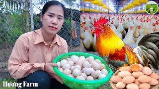 cleaning chicken coops harvesting and processing chicken eggs living with nature  huong farm [upl. by Monto]