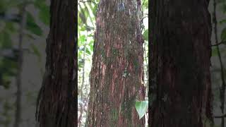 ARBOL JOVEN CON CORTEZA DIFERENTE EN EL MIRADOR DEL CALVARIO  AMAZONAS [upl. by Elaynad987]