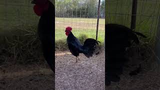 Beautiful Warhorse Hennie  Zach DeFriend Farm Texas gamefowl gallosfinos gamefarm [upl. by Anawait]