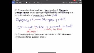 Glycogen structure and metabolism [upl. by Leta]