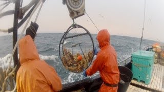 2013 Dungeness Crab Season Part 1 [upl. by Berkshire]