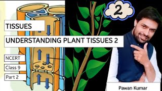 TISSUES PART 2  Xylem  Phloem  Parenchyma I Collenchyma  Sclerenchyma SlicingScience [upl. by Nepets393]