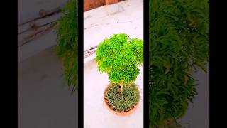 aralia plant 🪴♥️😃 aralia gardening chadbagan plant plantcare shortsfeed shorts ytshort [upl. by Schiffman]