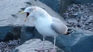 Herring Gull calling [upl. by Wein826]