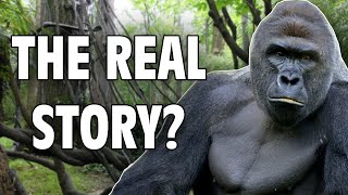 Harambe The Real Story  Internet Hall of Fame [upl. by Hedveh181]