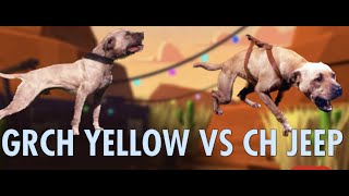 GRCH YELLOW VS CH JEEP BATTLE OF THE ROM DOGS apbtlove protection workingdog [upl. by Wagshul]