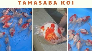 CÁ TAMASABA KOI độc đẹp và giá trị kinh tế theo xu hướng mới năm 2023  TAMASABA KOI FISH [upl. by Rowell]