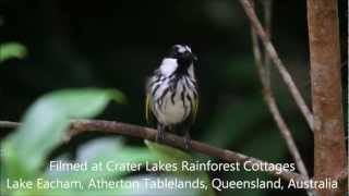 Whitecheeked Honeyeater call [upl. by Tav]