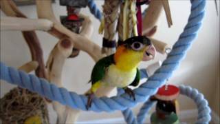 White Bellied Caique Babies  910 weeks old [upl. by Heida]