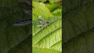 a delicate Ichneumon wasp possibly an Acrotomus [upl. by Swann]