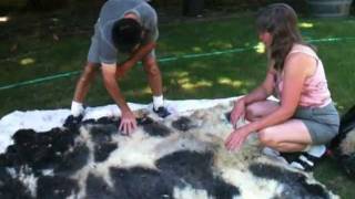 Preparing Raw Fleece for spinning One of three [upl. by Ellehcil]