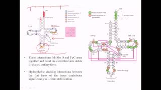 Structure of tRNA [upl. by Retniw887]