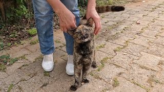 Tortoiseshell cat gets very excited and happy when she sees me [upl. by Witcher610]