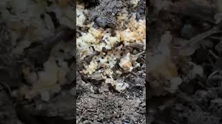 Exterminators insight in finding ants nests [upl. by Amilb]