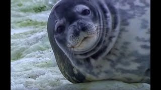 Weddell Seals in Antarctica  Deep into the Wild  BBC Earth [upl. by Cassell520]