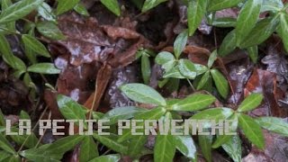 Hiver Winter  La Petite Pervenche Dwarf Periwinkle  Archeology medicine [upl. by Akiaki]