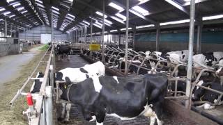 Dutch dairy farming [upl. by Neala]