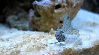 Sailfin Blenny  Emblemaria Pandionis   Reborn Aquarium [upl. by Stouffer383]