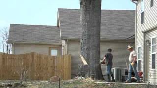 A 80 foot Oak tree felled by Ben and freinds 176 years old [upl. by Annah]