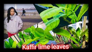 Ep54 My trick and trip how to take Care Kaffir lime leaves tree [upl. by Whitehurst495]