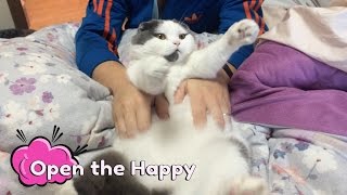 How to Give a Cat Massage [upl. by Dlorej]