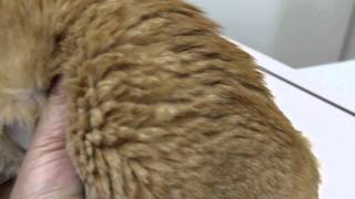 A cat has painful kidneys Pt 1 [upl. by Hael]