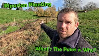 Filling In Holes Riparian Planting Update amp Im Going To Keep My Empty Heifers [upl. by Alleyn20]