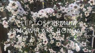 Bonsai  Snowflake Leptospermum [upl. by Herzel]