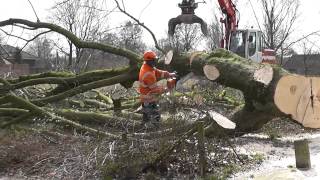 Oostflank Wijchen deel 2  het kappen van de bomen [upl. by Aihsilat]