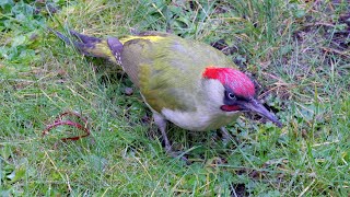 European Green Woodpecker Picus viridis  Grünspecht 4 [upl. by Atinauq]