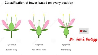 Hypogynous superior ovary Perigynous half superior ovary Epigynous Flower half superior ovary [upl. by Maighdiln]