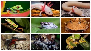 10 Anfibios mas hermosos del mundo CUARTO DE REPTILES [upl. by Ahsilac]