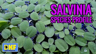 Salvinia species profile [upl. by Sioux487]