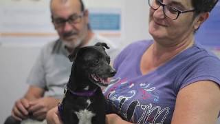 Cirugía por tumor en la cavidad nasal en un perro de avanzada edad [upl. by Ahsimat87]