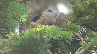 Red Crossbill female [upl. by Dej]