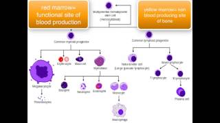 Immunology  introduction [upl. by Yrot]