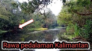 Mancing ikan di rawa pedalaman Kalimantan fishing video snakehead AP04 [upl. by Rhee218]