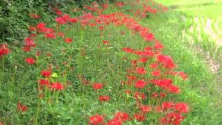 The Red Spider Lily In Its Native Home [upl. by Amara]