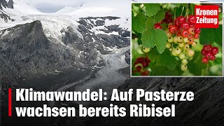 Klimawandel Auf Pasterze wachsen bereits Ribisel  kronetv NEWS [upl. by Nawrocki6]