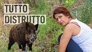 Orto a LUGLIO Disastro CINGHIALI 🐗 [upl. by Outlaw]